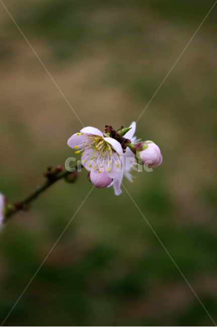 식물,plant,자연,nature,꽃,flower,매화,봄,spring,계절,식물,자연,plants,nature,꽃,flower