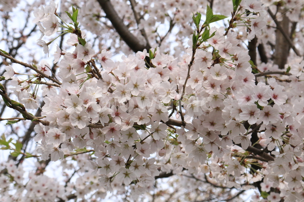 벚꽃,꽃,벚꽃나무,봄,나무