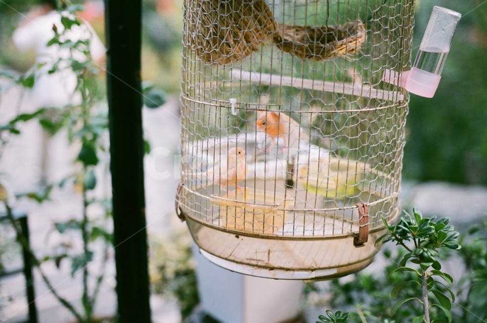 새,조류,필름,감성,스냅,일상,동물,animal,조류,새,birds,감성,sensible,feeling