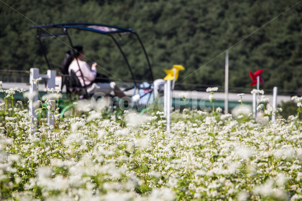 메밀꽃,메밀밭,꽃,레일바이크,가을,소풍,나들이,풍경,식물,자연,plants,nature,꽃,flower,사람,인물,인간,human,person,연인,커플,사랑,lover,couple