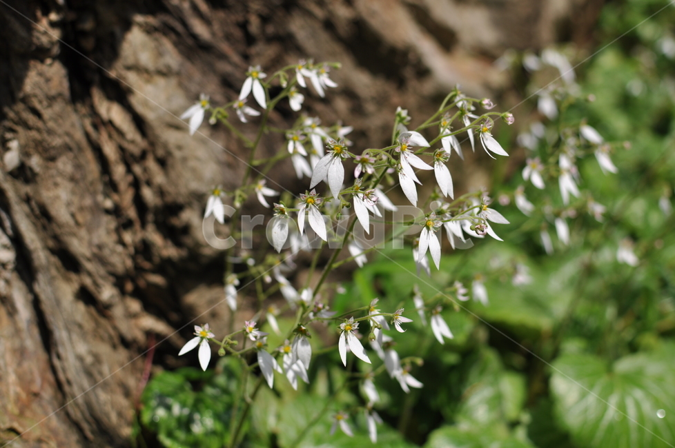 바위취,꽃,바위취꽃,삼색무늬바위취,야생화,들꽃,담벼락,담장,담,벽,자연,봄,클로즈업,바위