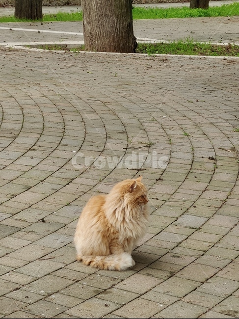 고양이,길고양이,유럽,sidewalk,판석,flagstone,포장