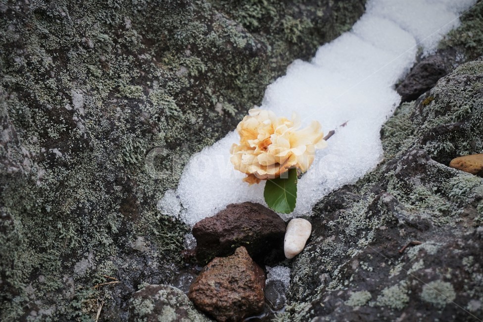 낙화,꽃한송이,하얀꽃,눈꽃,겨울꽃,flower,whiteflower,fallenflower,winterflower,겨울,계절,winter,season,꽃,flower