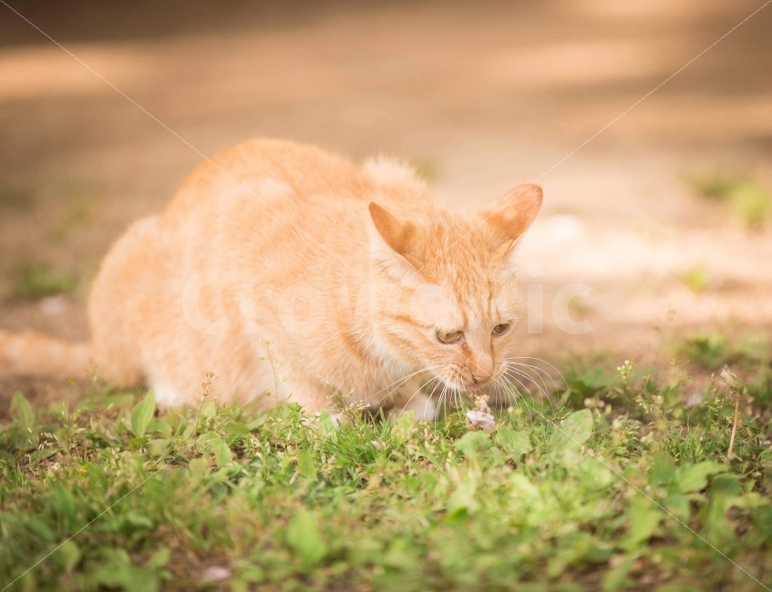 고양이,냥이,길냥이,반려묘,cat,동물,animal,포유류,mammal,고양이,cat,kitten,kitty