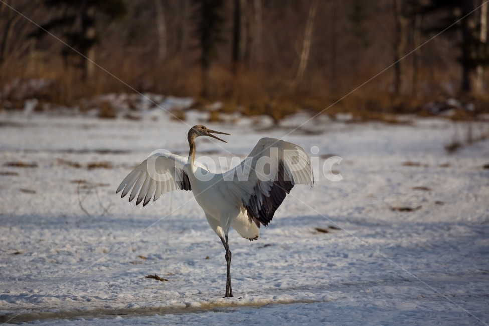 두루미,학춤,자연,조류,새,겨울,계절,winter,season,동물,animal,조류,새,birds