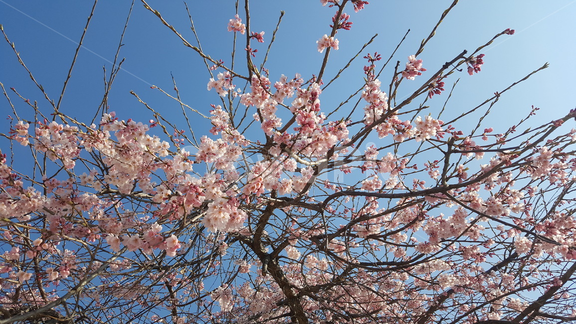 벚꽃,봄,꽃,벚꽃엔딩,하늘,계절,개화,체리블라썸,cherryblossom,팝콘,구경,산책,벚꽃축제,4월,봄날,봄,계절,spring,season,식물,자연,plants,nature,꽃,flower,plant,blossom