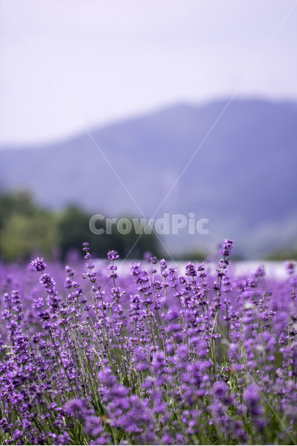 라벤더,꽃,식물,잎,보라색,배경,백그라운드,줄기,바이올렛,라벤다,식물,자연,plants,nature,꽃,flower