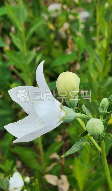 도라지꽃,도라지,백도라지꽃,하얀색,하얀꽃,flower,식물,plant