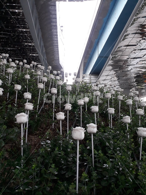 장미,장미꽃밭,옥수역,옥수동,저녁