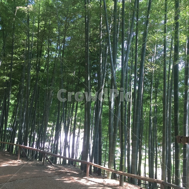 숲,나무,대나무숲,여유,자연,자연,풍경,nature,landscape,plant,식물,bamboo,대나무