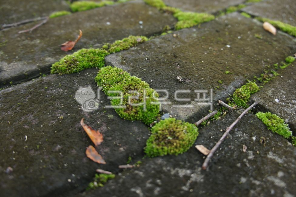 moss,이끼,plant,식물,보도블럭,오래된느낌