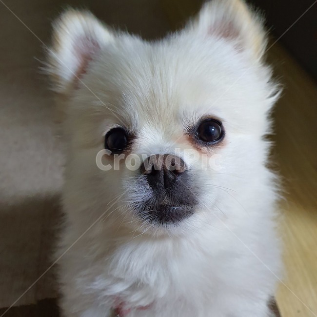 강아지,반려견,강아지얼굴,포메,포메라니안,동물,animal,포유류,mammal,개,강아지,dog,doggy