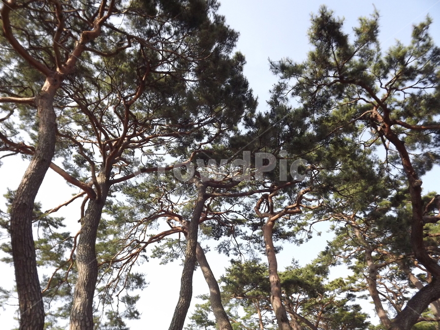 의림지,소나무,나무,제천,유원지,자연,풍경,nature,landscape,식물,plants,나무,trees,wood,tree,plant,tree trunk,나무 줄기
