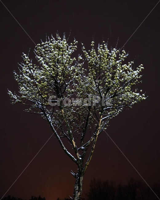 산수유나무,산수유,눈맞은산수유,한그루,눈