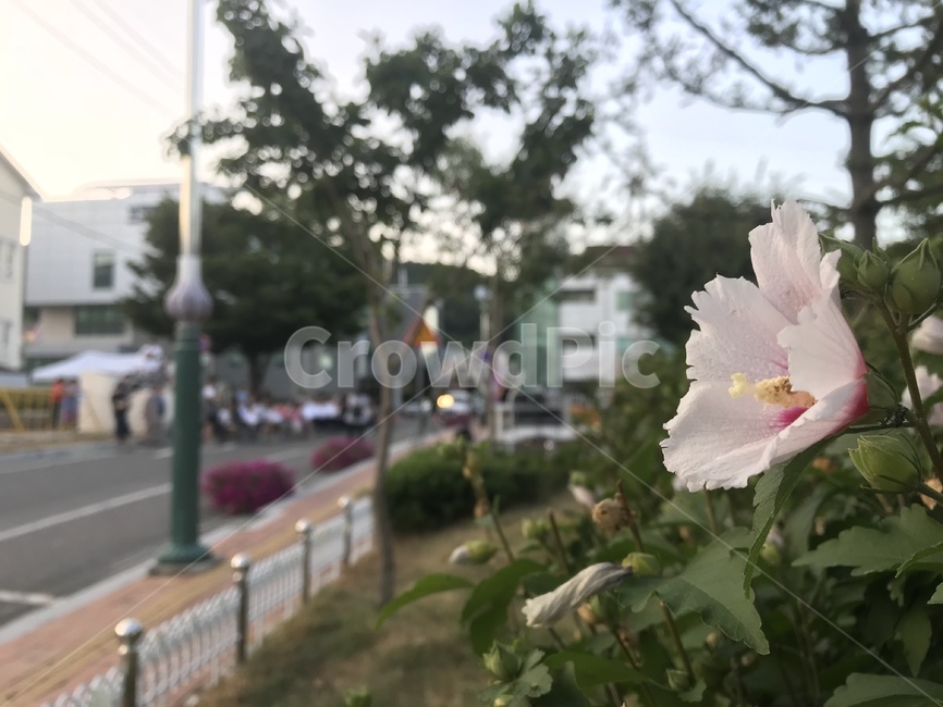 무궁화,해질녘,노을,풍경,꽃,꽃풍경,무궁화나무,식물,자연,plants,nature,꽃,flower