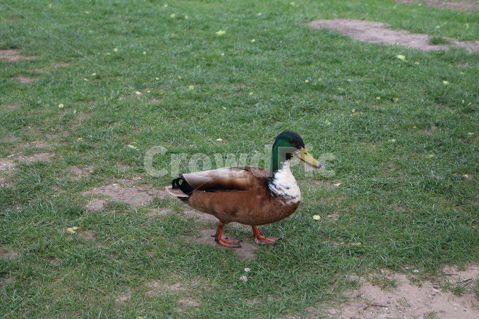 청둥오리,오리,duck,새,bird,동물,animal,waterfowl,물새,동물,animal,조류,새,birds