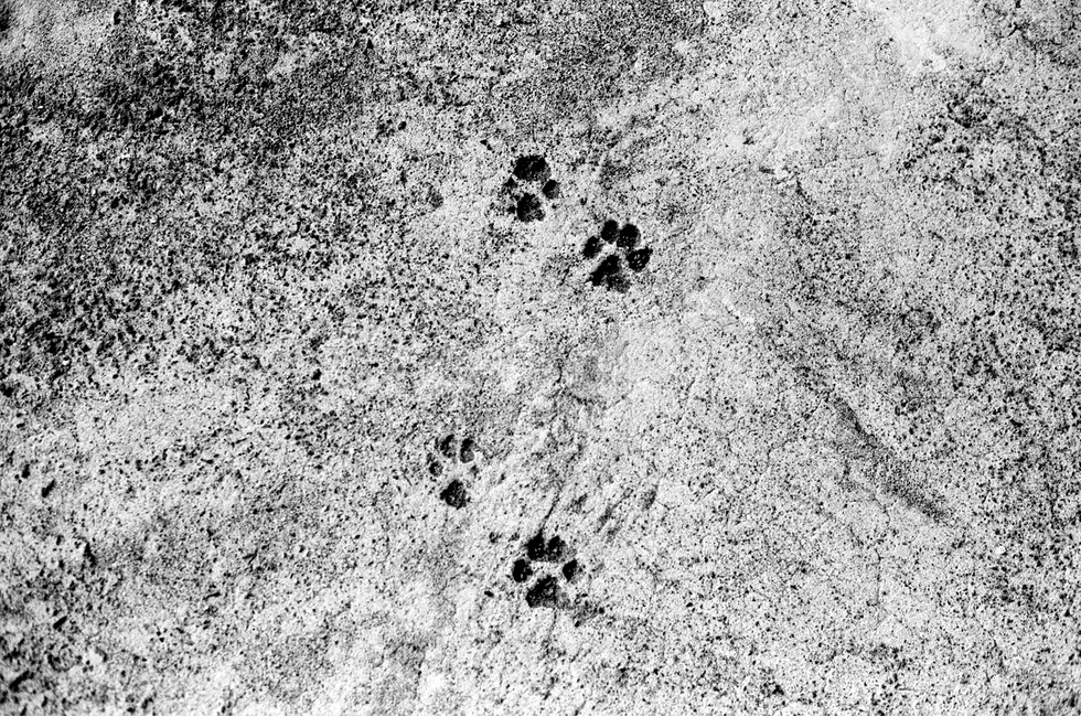 발자국,강아지,흔적,길,dog,puppy,흑백,모노톤,monochrome,black and white