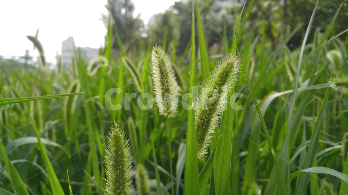 강아지풀,풀,잡초,식물,녹색,풀잎,grass,weeds,plants,green