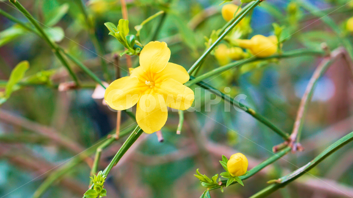허브,꽃,식물,온실,화원,생화,조화,flower,plant,nature,자연,식물,자연,plants,nature,꽃,flower