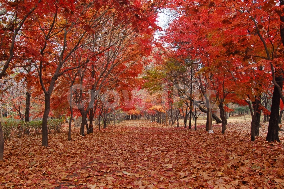 가을,단풍,낙엽,길,가로수,가로등,나무,산책,산책로,풍경,가을풍경,가을숲,공원,단풍길,숲,자연,나뭇가지,나뭇잎,식물,풍경사진,배경,자연,풍경,nature,landscape,가을,계절,fall,autumn,season,plant,leaf,잎,tree,maple