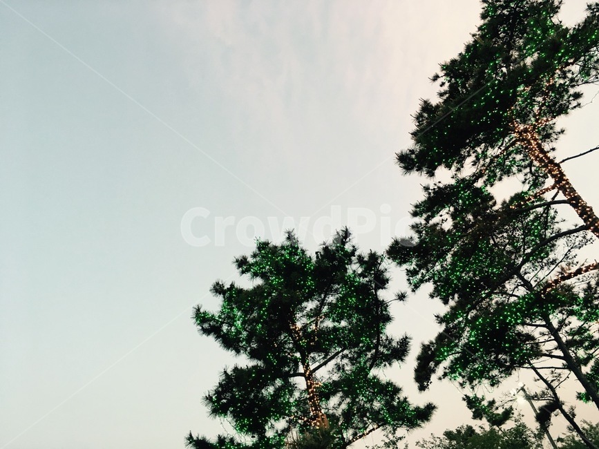 가을하늘,소나무,소나무트리,하늘,tree