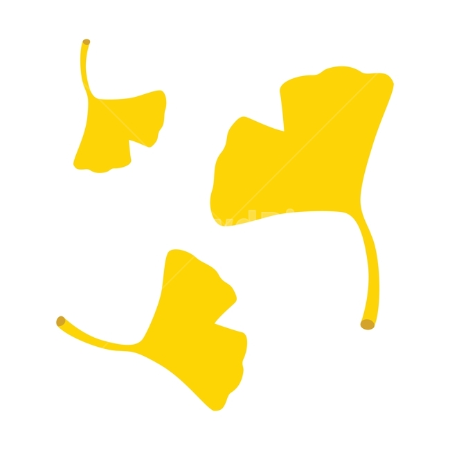 가을,은행잎,노랑,나뭇잎,낙엽,자연,계절,autumn,fall,plant,design,식물,잎,leaves,leaf,illustration,그래픽,디자인,season,일러스트,일러스트레이션,graphic,식물,자연,plants,nature,그래픽,일러스트레이션,graphic,illustration