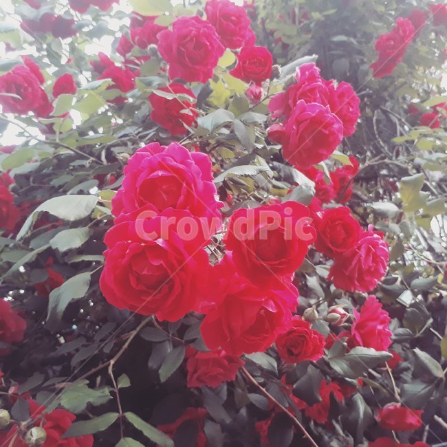 붉은장미,장미,꽃,5월,정열,따스함,자연,식물,자연,plants,nature,꽃,flower
