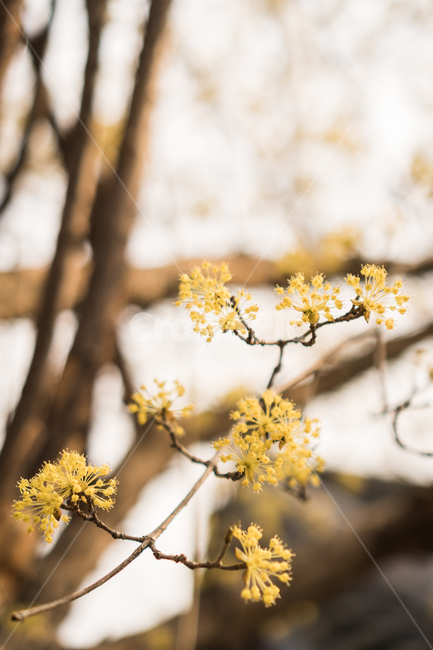 봄,plant,식물,flower,blossom,꽃,노랑꽃,산수유,봄,계절,spring,season