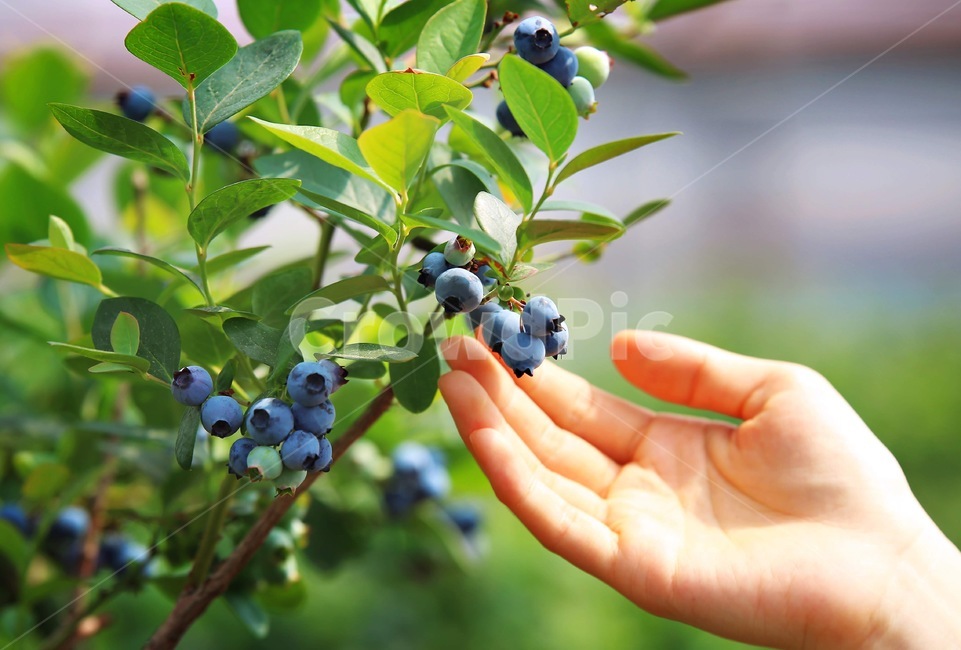 fruit,블루베리,blueberry,과일,food,음식,plant,식물,사람,human,인간