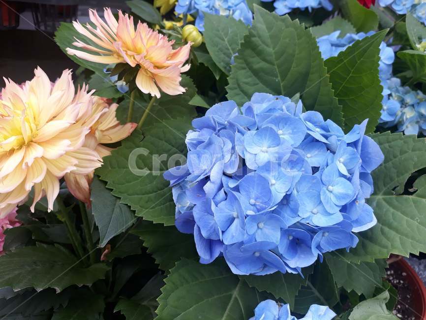 plant,식물,blossom,꽃,수국,식물,자연,plants,nature,꽃,flower
