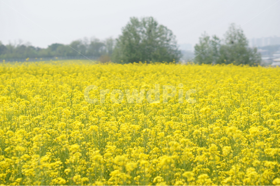 유채꽃,봄,노랑노랑,햇살,나무,풍경,봄,계절,spring,season,자연,풍경,nature,landscape,꽃,flower,field,들,outdoors,옥외,grassland,목초지