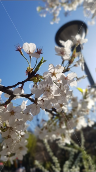 봄,벗꽃,자연,남산벗꽃,벗꽃접사,계절,spring,flower,natura,namsan,seoul,korea,봄,계절,spring,season,식물,자연,plants,nature,꽃,flower,plant,blossom