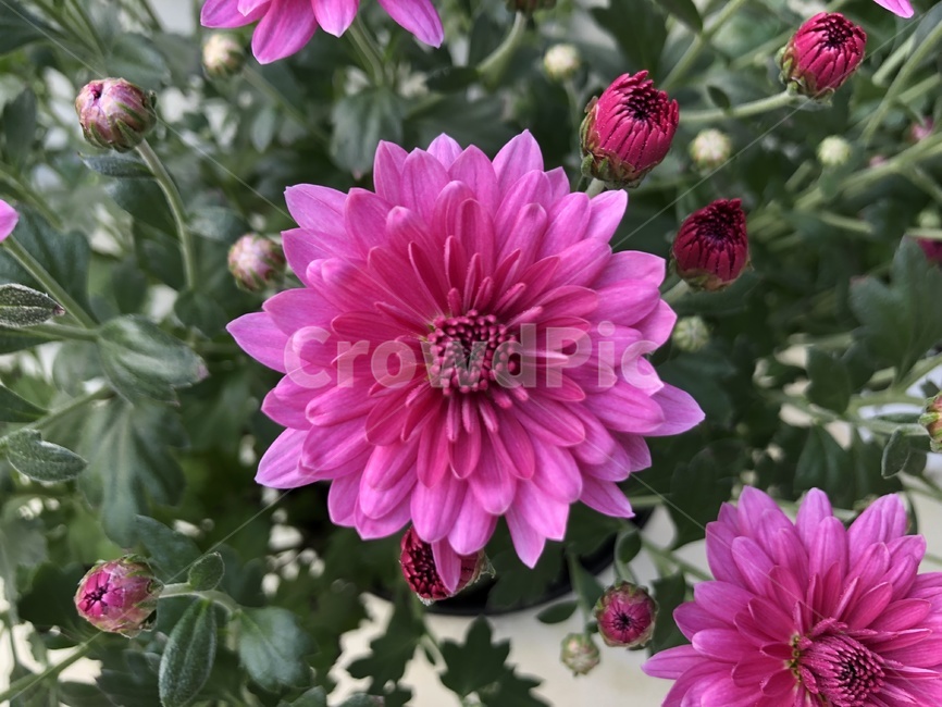 국화,꽃,flower,blossom,국화꽃,식물,plant,greenhouse,온실,분화,화분,식물,자연,plants,nature,꽃,flower