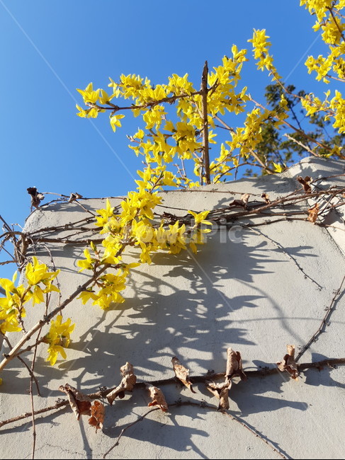 개나리,봄,노란꽃,하늘,맑은날씨,꽃,봄,계절,spring,season,식물,자연,plants,nature,꽃,flower