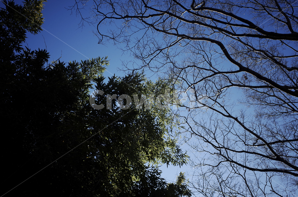 tree,나무,plant,식물,treetrunk,나무줄기,나뭇가지,하늘,sky,blue,파란하늘,푸른하늘,파란,푸른