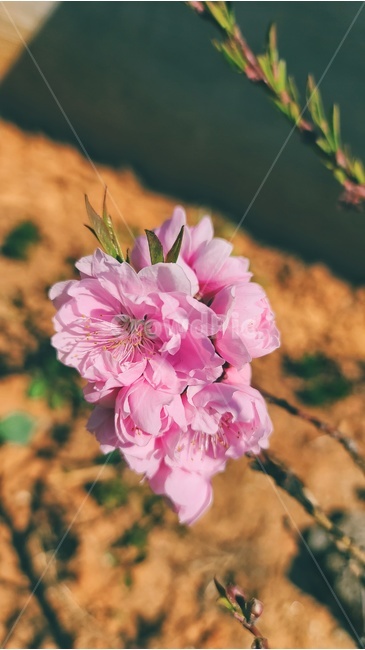 blossom,flower,꽃,식물,벚꽃