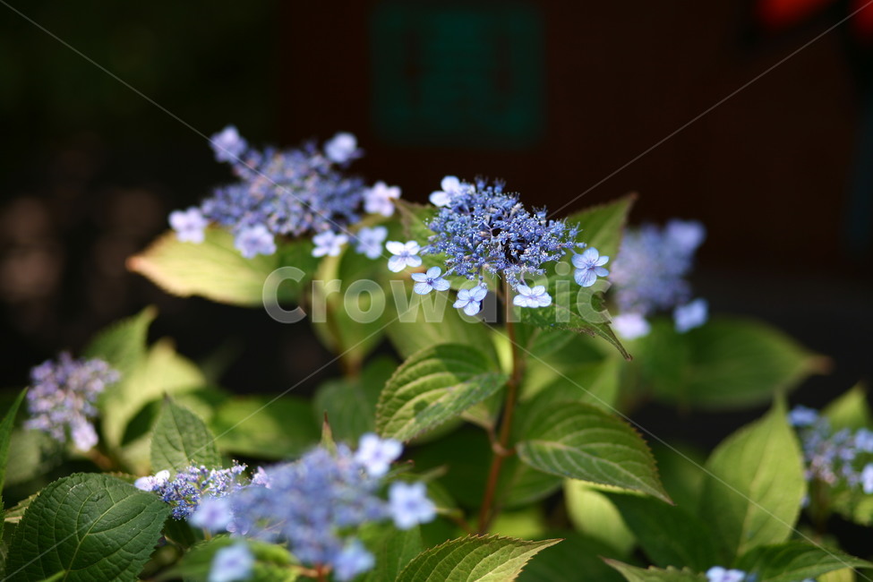 plant,식물,blossom,꽃,flower,수국