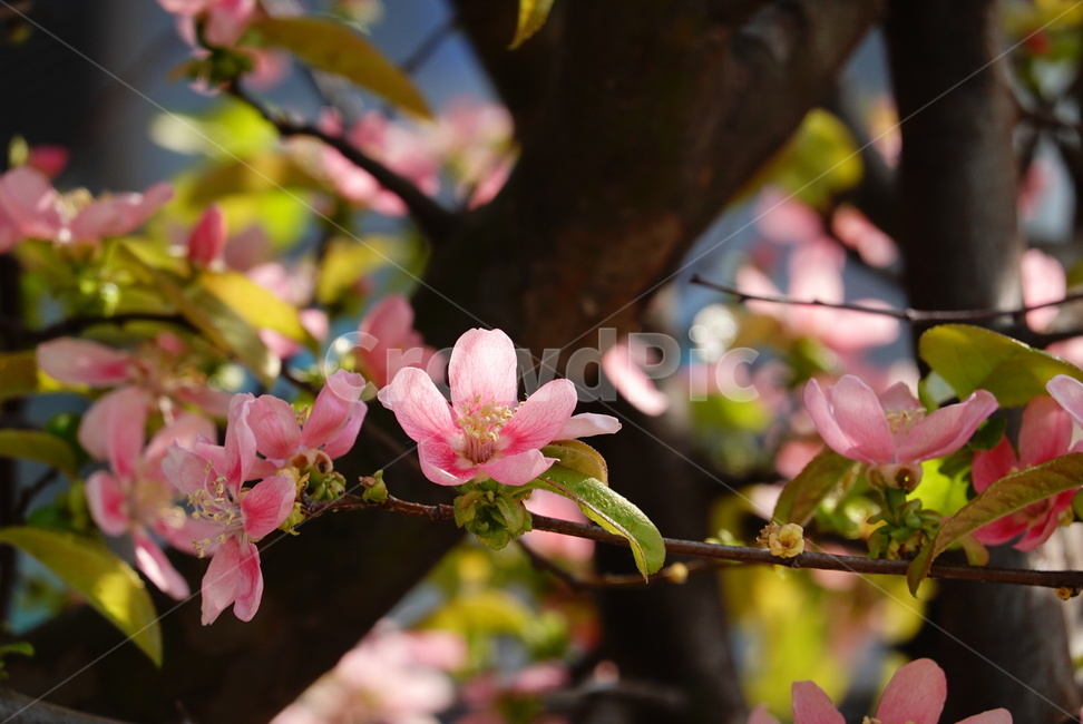 봄,계절,모과꽃,꽃,식물,자연,분홍,빛,나뭇잎,초록,flower,season,spring,nature,식물,자연,plants,nature,꽃,flower