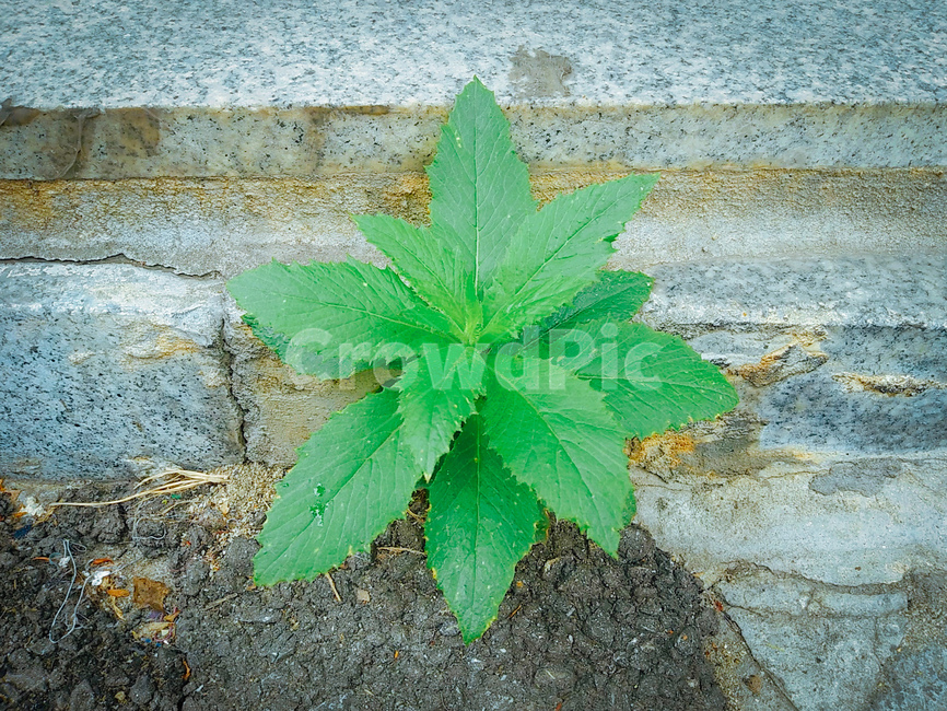 leaf,잎,plant,식물,greenplant,식물,자연,plants,nature