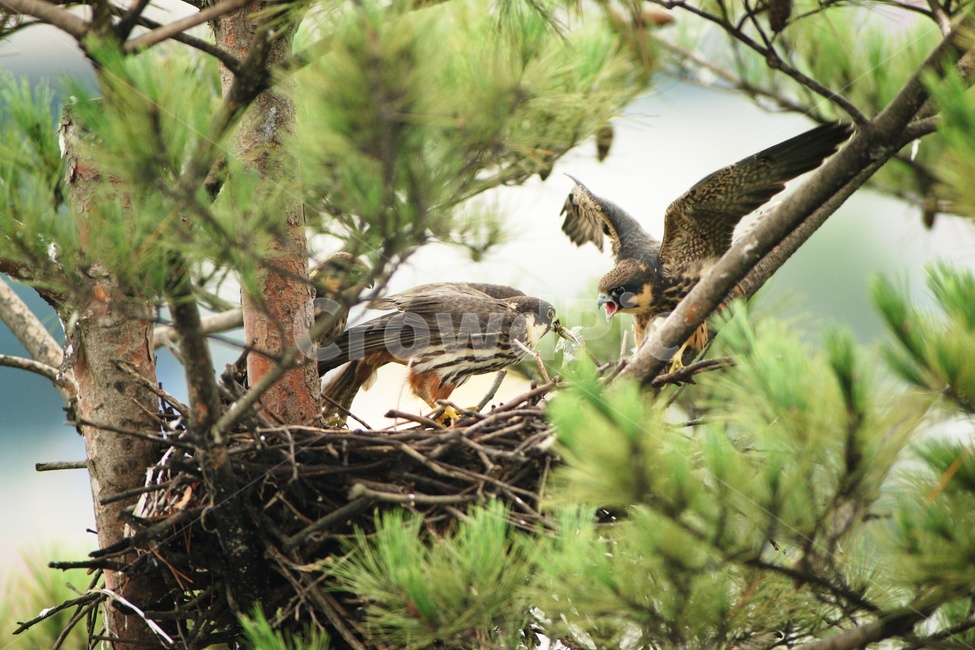animal,동물,bird,새,둥지,새홀리기,육추,조류,새,birds