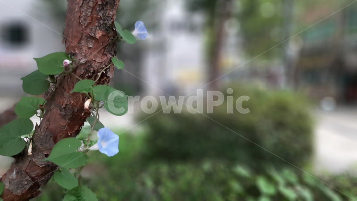 나팔꽃,flower,morningglory,blossom,야생화,꽃,식물,녹색,wildflower,plant,green,식물,자연,plants,nature,꽃,flower