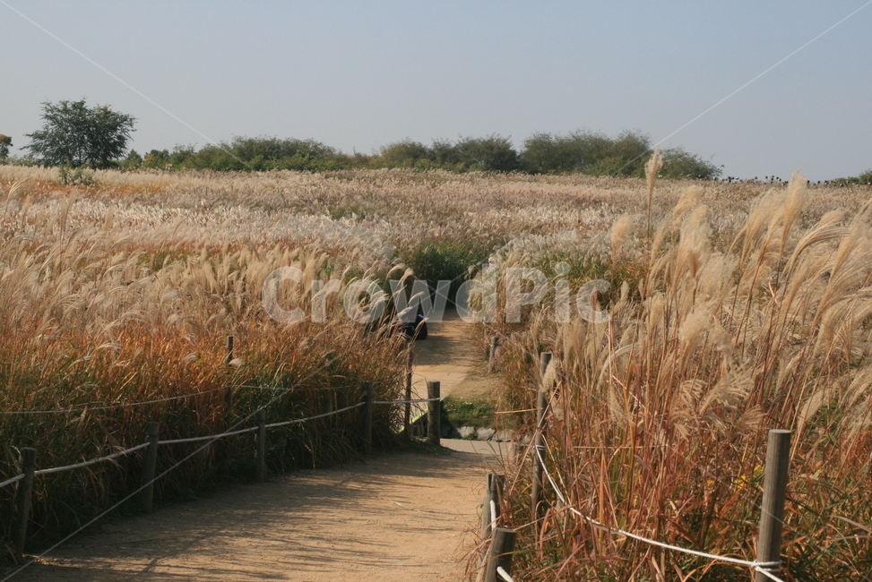 억새,억새축제,가을풍경,억새군락,하늘공원,가을,계절,fall,autumn,season,grass,잔디,plant,식물,lawn