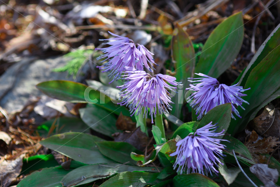꽃,야생화,식물,자연,숲,초록,봄,forest,flower