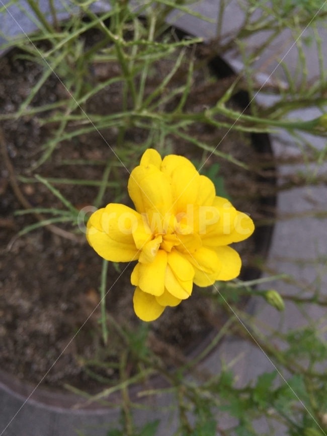 길가,노랑,꽃,노란,flower,식물,자연,plants,nature,꽃,flower