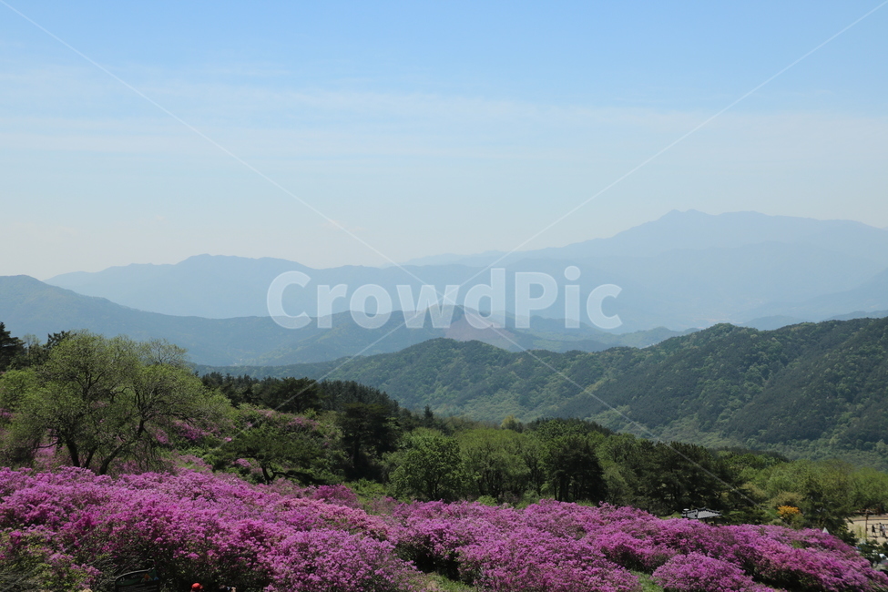 지리산철쭉,철쭉제산청,철쭉,황매산,지리산,철쭉제,산청,자연,풍경,nature,landscape,한국자연풍경,한국자연경관,korea nature landscape,outdoors,옥외