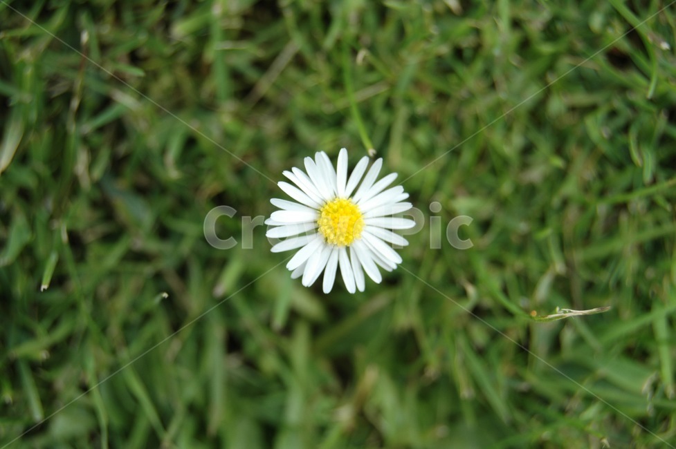 꽃,plant,식물,데이지,blossom