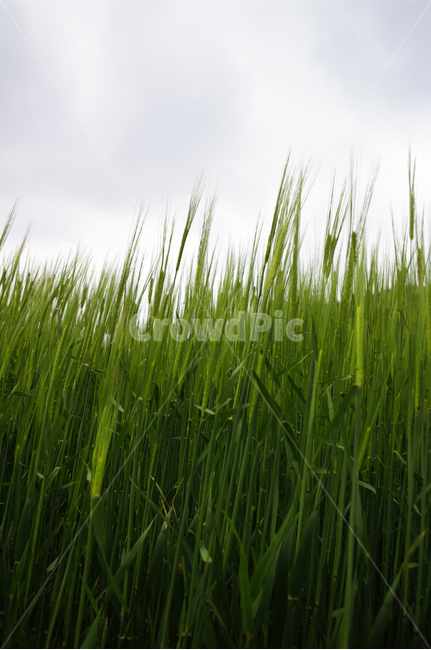 청보리,보리밭,식물,plant,자연,nature,봄,spring,식물,자연,plants,nature