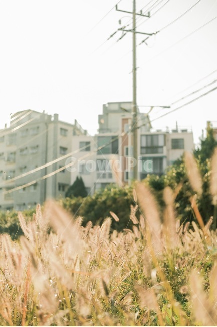 갈대,가을,강아지풀,풀밭,들판,빌딩,자연,가을,계절,fall,autumn,season,plant,식물,grass,잔디