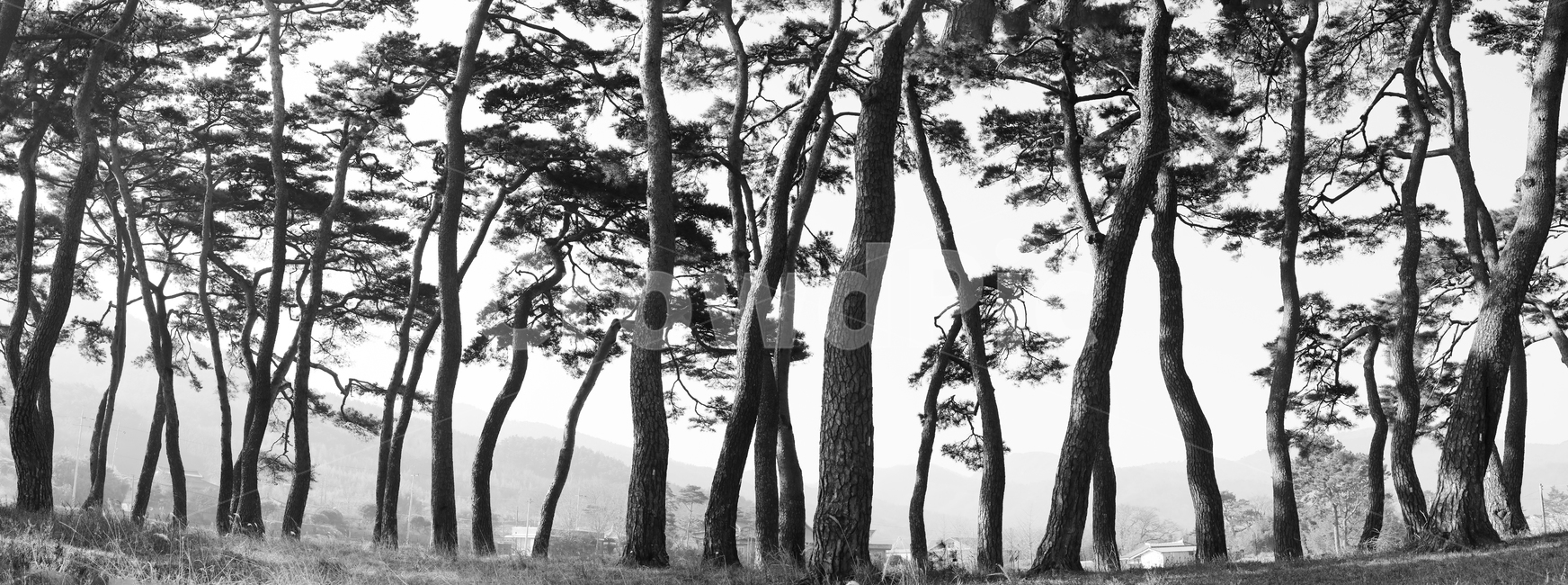 자연,풍경,경치,경관,나무,소나무,숲,소나무숲,아침,새벽,안개,실루엣,흑백사진,동양화,수묵화,treetrunk,나무줄기,tree,plant,식물,자연,풍경,nature,landscape,흑백,모노톤,monochrome,black and white