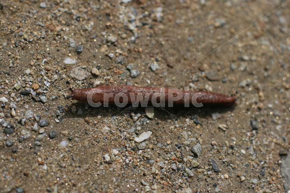 달팽이,땅,흙,이동,연체동물,마당,느림보,자연,느림,slug,snail,hodmandod